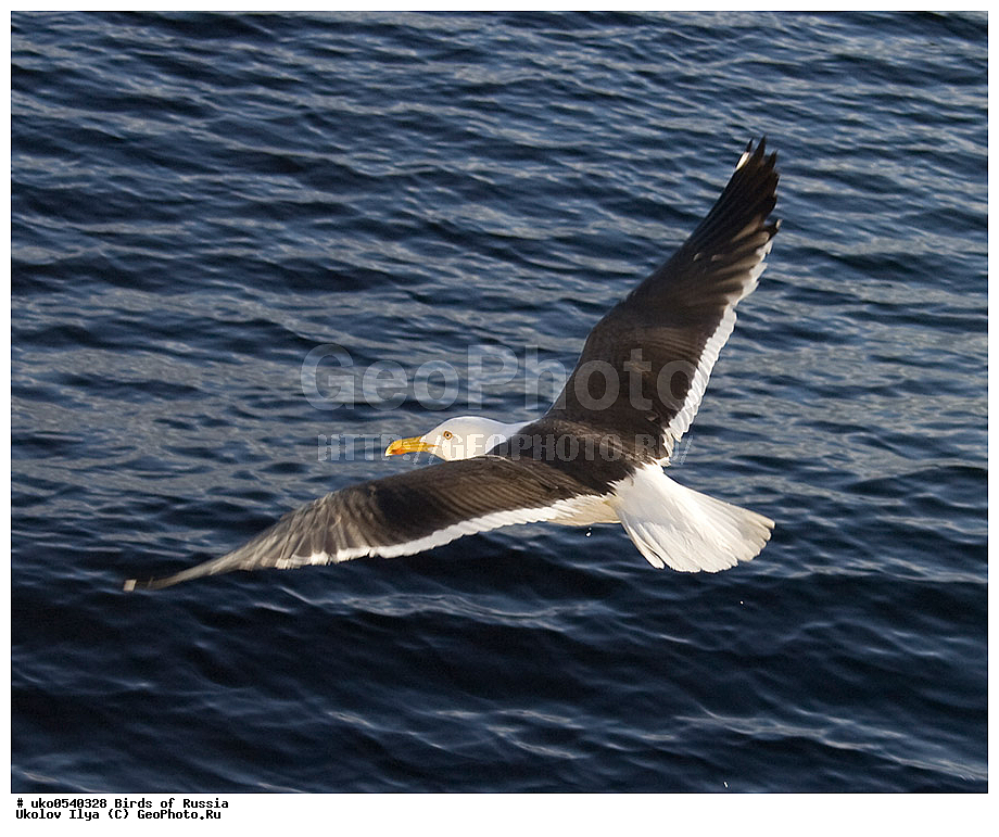 ����������� ����� ������, ������, ��������, ��������, �����, �����, ��������, �����������, ������� �����, ������� �����, XYZ, ��������, Laridae, �����, Larus fuscus