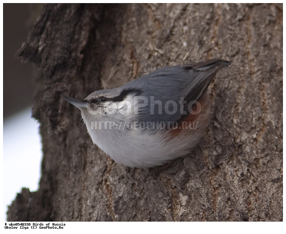 �����������, ���������� �������, ����������� ����� ������, ������, ��������, ��������, �����, �����, ��������, �����������, XYZ, �����������, Sittidae, ������������ ���������, �����, Sitta europaea