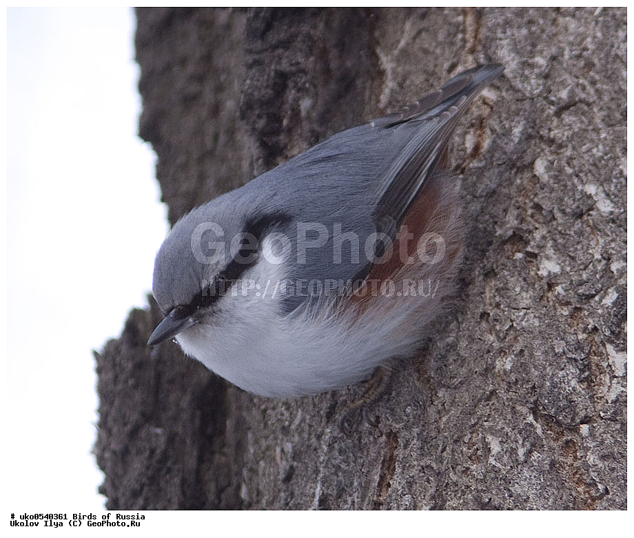 �����������, ���������� �������, ����������� ����� ������, ������, ��������, ��������, �����, �����, ��������, �����������, XYZ, �����������, Sittidae, ������������ ���������, �����, Sitta europaea