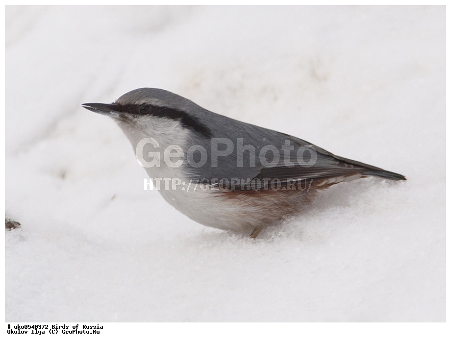 �����������, ���������� �������, ����������� ����� ������, ������, ��������, ��������, �����, �����, ��������, �����������, XYZ, �����������, Sittidae, ������������ ���������, �����, Sitta europaea