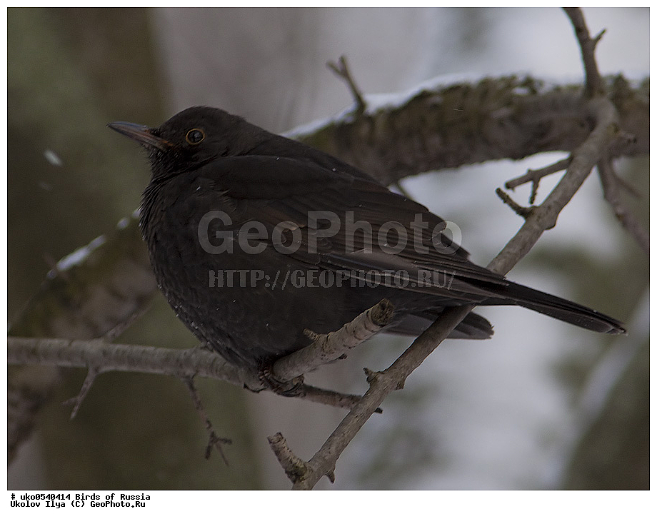 �����������, ���������� �������, ����������� ����� ������, ������, ��������, ��������, �����, �����, ��������, �����������, XYZ, ���������, Turdidae, ׸���� �����, ������ �����, Turdus merula