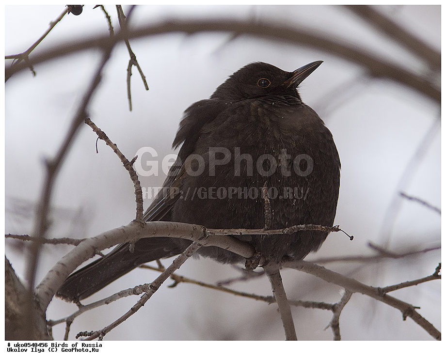 �����������, ���������� �������, ����������� ����� ������, ������, ��������, ��������, �����, �����, ��������, �����������, XYZ, ���������, Turdidae, ׸���� �����, ������ �����, Turdus merula