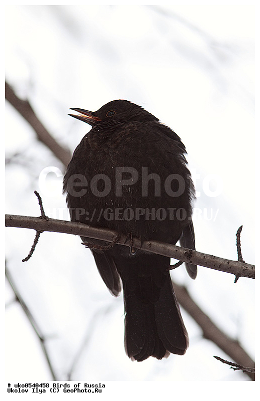 �����������, ���������� �������, ����������� ����� ������, ������, ��������, ��������, �����, �����, ��������, �����������, XYZ, ���������, Turdidae, ׸���� �����, ������ �����, Turdus merula