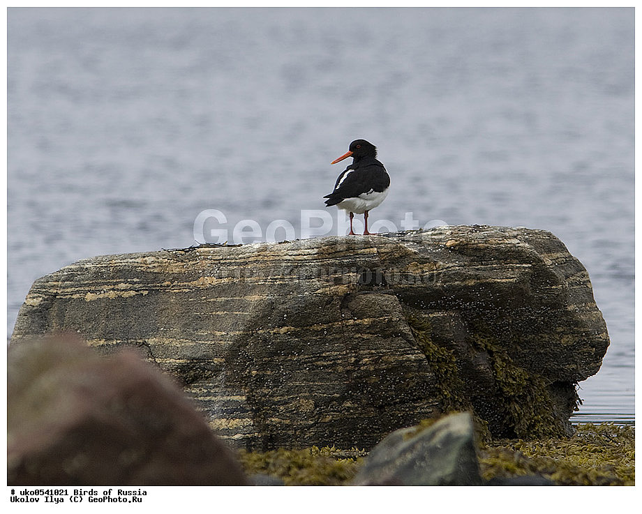 �����������, ���������� �������, ����������� ����� ������, ������, ��������, ��������, �����, �����, ��������, �����������, �����, ������, XYZ, ������-������, Haematopodidae, ������������ �����-������, �����-������, Haematopus ostralegus