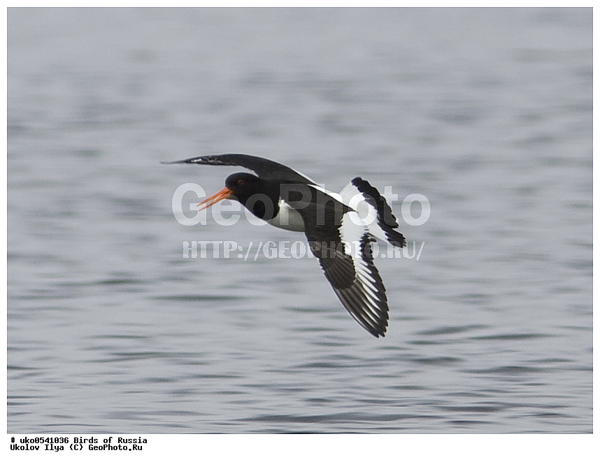 �����������, ���������� �������, ����������� ����� ������, ������, ��������, ��������, �����, �����, ��������, �����������, �����, ������, XYZ, ������-������, Haematopodidae, ������������ �����-������, �����-������, Haematopus ostralegus