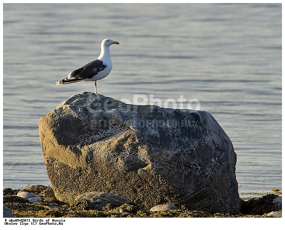 ����������� ����� ������, ������, ��������, ��������, �����, �����, ��������, �����������, ������� �����, ������� �����, XYZ, ��������, Laridae, ������� �����, ������� ������� �����, Larus marinus