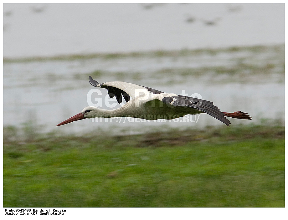 �����������, ���������� �������, ����������� ����� ������, ������, ��������, ��������, �����, �����, ��������, �����������, XYZ, ��������, Ciconiidae, ����� ����, Ciconia ciconia