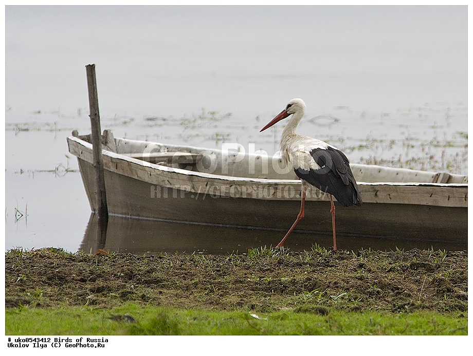 �����������, ���������� �������, ����������� ����� ������, ������, ��������, ��������, �����, �����, ��������, �����������, XYZ, ��������, Ciconiidae, ����� ����, Ciconia ciconia