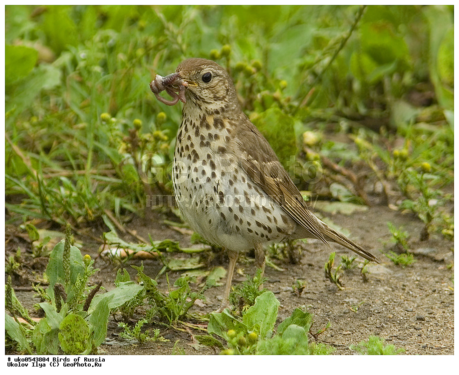 �����������, ���������� �������, ����������� ����� ������, ������, ��������, ��������, �����, �����, ��������, �����������, XYZ, ���������, Turdidae, ������ �����, Turdus philomelos