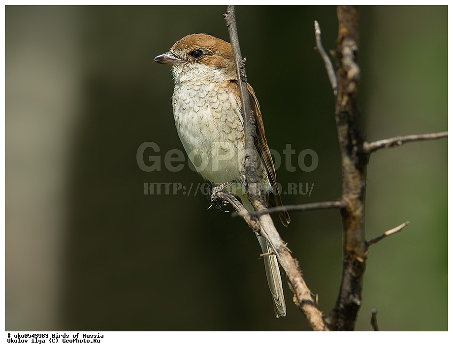 �����������, ���������� �������, ����������� ����� ������, ������, ��������, ��������, �����, �����, ��������, �����������, XYZ, �������������, Laniidae, ������������ �����, ���������-�����, ����������� �����, Lanius collurio