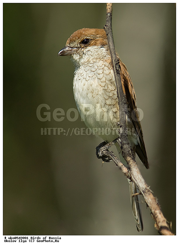 �����������, ���������� �������, ����������� ����� ������, ������, ��������, ��������, �����, �����, ��������, �����������, XYZ, �������������, Laniidae, ������������ �����, ���������-�����, ����������� �����, Lanius collurio