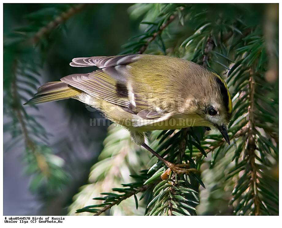 ������, ��������, ��������, �����, �����, ��������, �����������, XYZ, �����������, Regulidae, ������������ ������, ������������ �������, Regulus regulus, ����������� ����� ������, �����������, ���������� �������