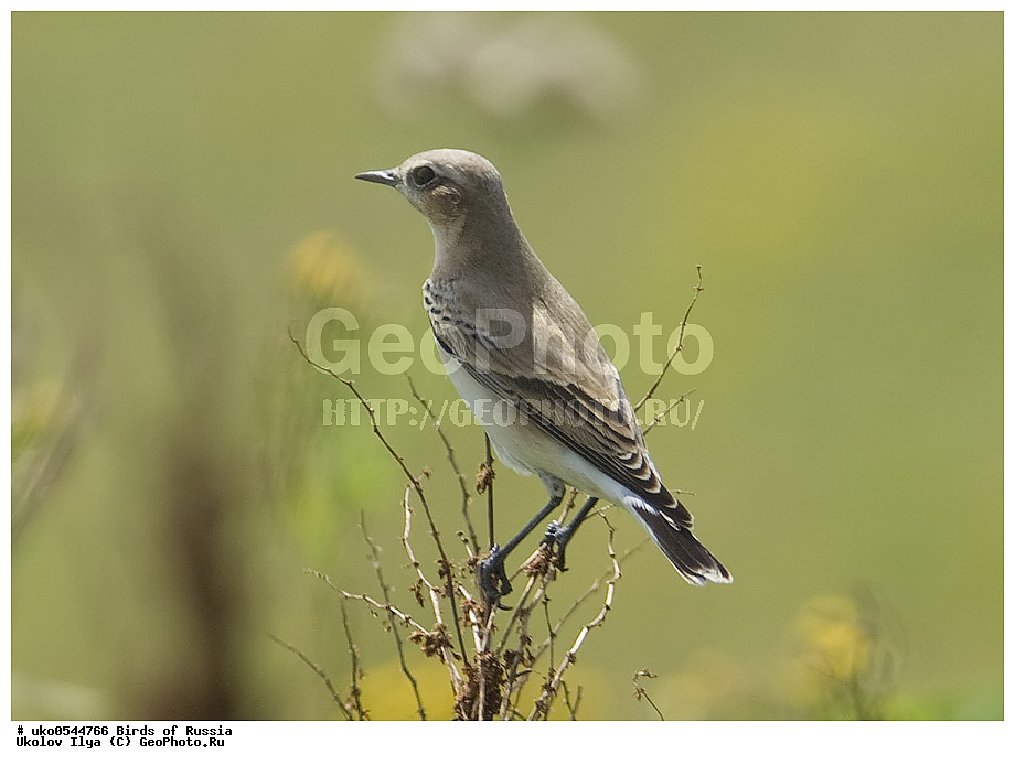 �����������, ���������� �������, ����������� ����� ������, ������, ��������, ��������, �����, �����, ��������, �����������, XYZ, ������������, Muscicapidae, ������������ �������, �������, Oenanthe oenanthe