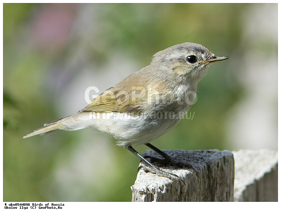 �����������, ���������� �������, ����������� ����� ������, ������, ��������, ��������, �����, �����, ��������, �����������, XYZ, ���������, Sylviidae, ����������, Phylloscopidae, �������-���������, ���������, �������-��������, Phylloscopus collybita