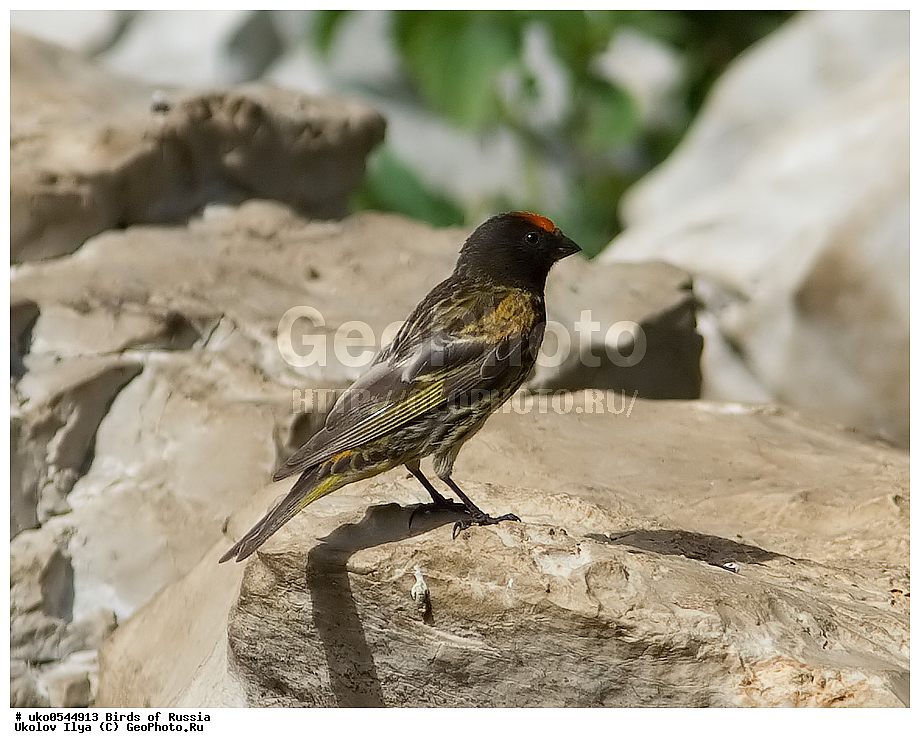 ������, ��������, ��������, �����, �����, ��������, �����������, XYZ, ���������, Fringillidae, �������������� ������, ����������� ������, ����������� ������, Serinus pusillus, ����������� ����� ������