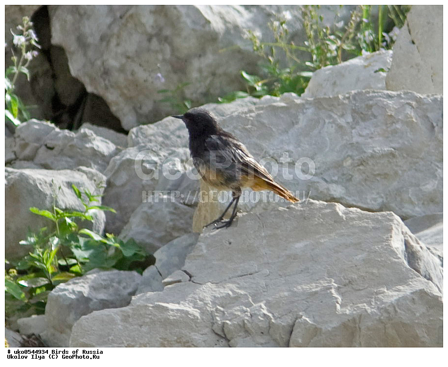 �����������, ���������� �������, ����������� ����� ������, ������, ��������, ��������, �����, �����, ��������, �����������, XYZ, ������������, Muscicapidae, �����������-��������, Phoenicurus ochruros