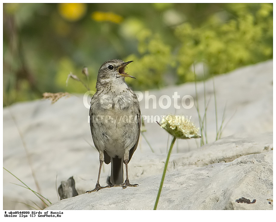 ����������� ����� ������, ������, ��������, ��������, �����, �����, ��������, �����������, XYZ, �������������, Motacillidae, ������ �����, ��������� �����, ������ �����, ��������� �����, Anthus spinoletta