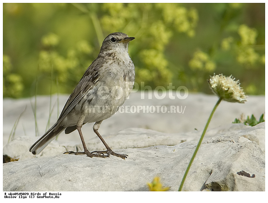 ����������� ����� ������, ������, ��������, ��������, �����, �����, ��������, �����������, XYZ, �������������, Motacillidae, ������ �����, ��������� �����, ������ �����, ��������� �����, Anthus spinoletta