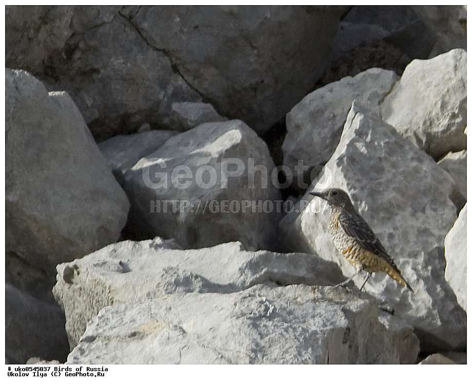 ����������� ����� ������, ������, ��������, ��������, �����, �����, ��������, �����������, XYZ, ������������, Muscicapidae, ϸ����� �������� �����, ������� �������� �����, Monticola saxatilis