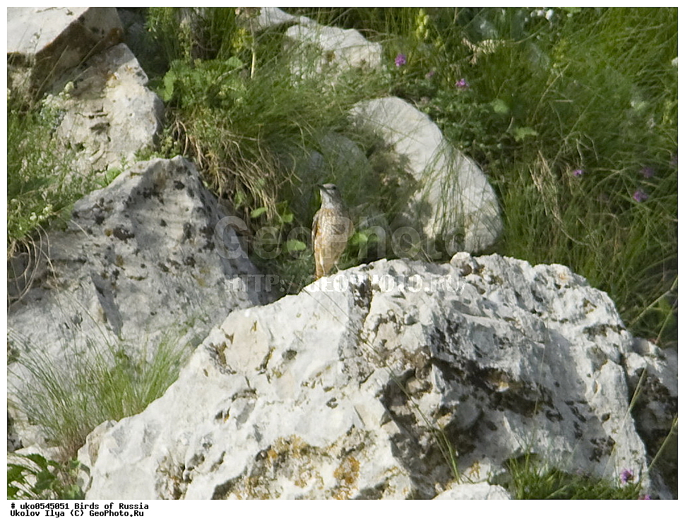 ����������� ����� ������, ������, ��������, ��������, �����, �����, ��������, �����������, XYZ, ������������, Muscicapidae, ϸ����� �������� �����, ������� �������� �����, Monticola saxatilis