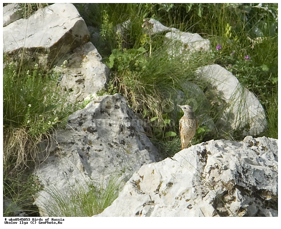 ����������� ����� ������, ������, ��������, ��������, �����, �����, ��������, �����������, XYZ, ������������, Muscicapidae, ϸ����� �������� �����, ������� �������� �����, Monticola saxatilis