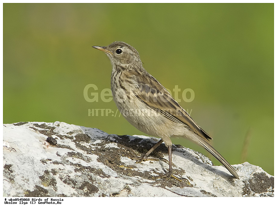 ����������� ����� ������, ������, ��������, ��������, �����, �����, ��������, �����������, XYZ, �������������, Motacillidae, ������ �����, ��������� �����, ������ �����, ��������� �����, Anthus spinoletta