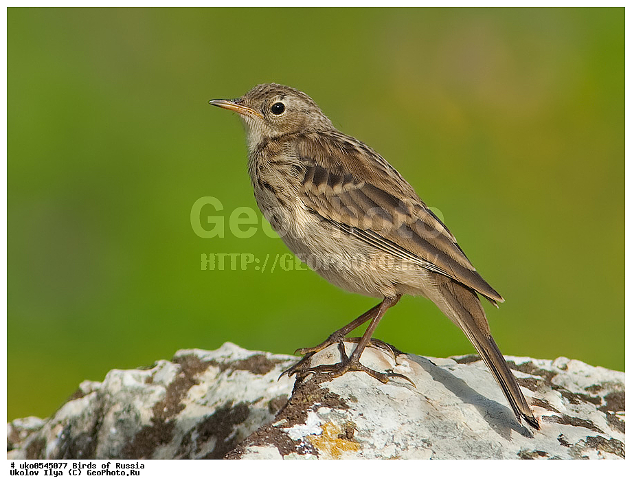 ����������� ����� ������, ������, ��������, ��������, �����, �����, ��������, �����������, XYZ, �������������, Motacillidae, ������ �����, ��������� �����, ������ �����, ��������� �����, Anthus spinoletta