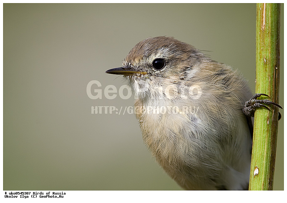 ����������� ����� ������, ������, ��������, ��������, �����, �����, ��������, �����������, XYZ, ���������, Sylviidae, ����������, Phylloscopidae, ���������� �������, ������� ����������, Phylloscopus lorenzii