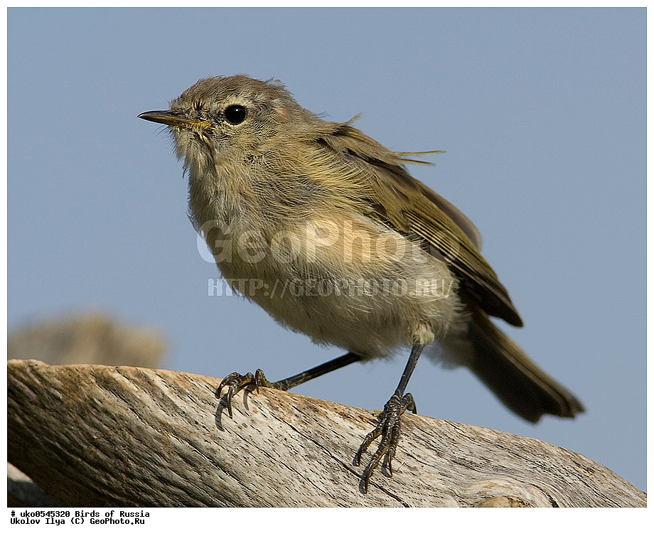 ����������� ����� ������, ������, ��������, ��������, �����, �����, ��������, �����������, XYZ, ���������, Sylviidae, ����������, Phylloscopidae, ���������� �������, ������� ����������, Phylloscopus lorenzii