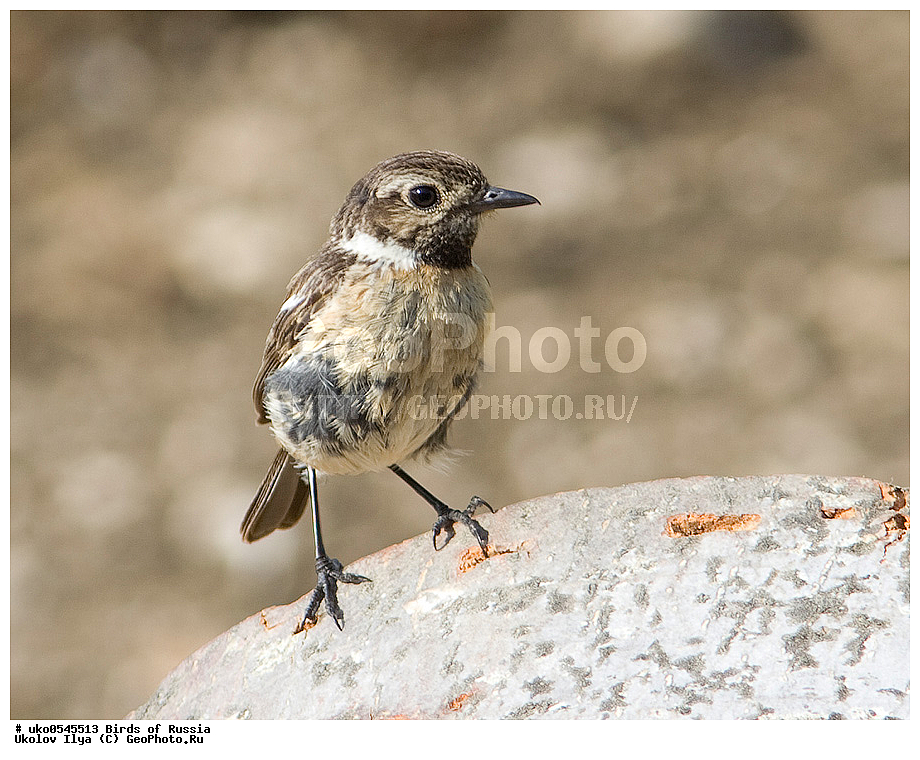 �����������, ���������� �������, ����������� ����� ������, ������, ��������, ��������, �����, �����, ��������, �����������, XYZ, ������������, Muscicapidae, ������������ �����, ����������� ������������ �����, Saxicola torquatus, Saxicola torquata