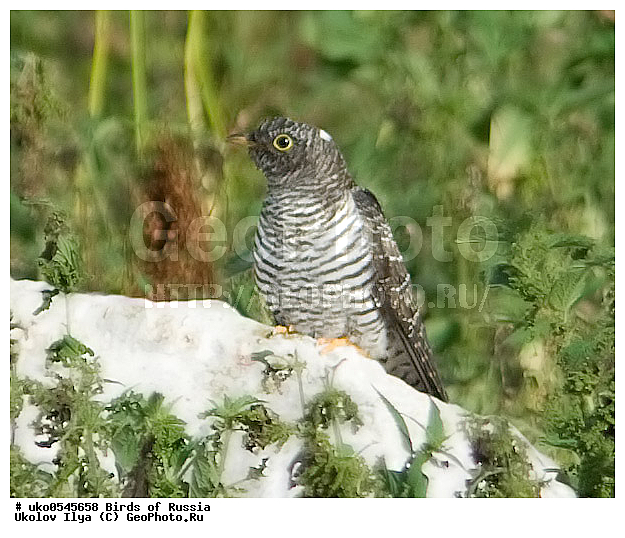 �����������, ���������� �������, ����������� ����� ������, ������, ��������, ��������, �����, �����, ��������, �����������, XYZ, ����������, Cuculidae, ������������ �������, Cuculus canorus