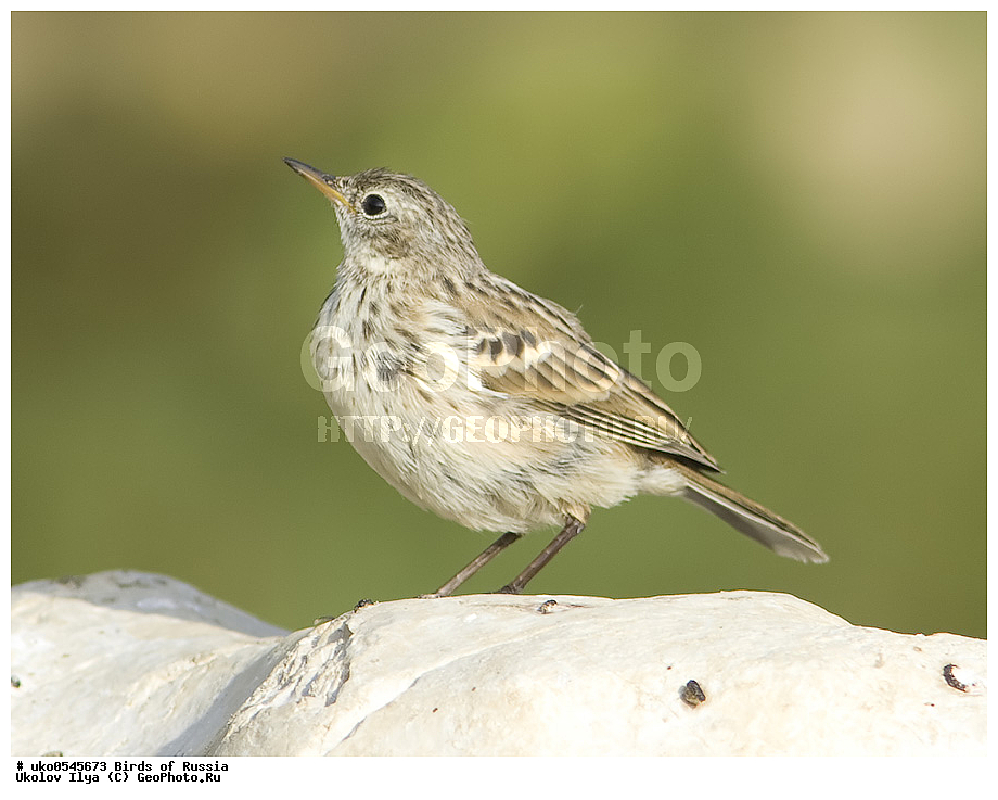 ����������� ����� ������, ������, ��������, ��������, �����, �����, ��������, �����������, XYZ, �������������, Motacillidae, ������ �����, ��������� �����, ������ �����, ��������� �����, Anthus spinoletta