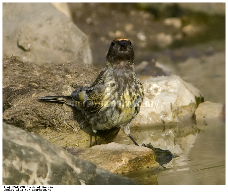 ������, ��������, ��������, �����, �����, ��������, �����������, XYZ, ���������, Fringillidae, �������������� ������, ����������� ������, ����������� ������, Serinus pusillus, ����������� ����� ������