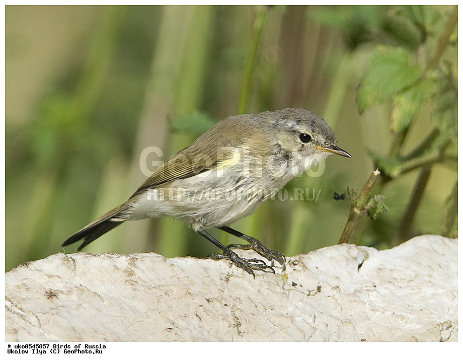 �����������, ���������� �������, ����������� ����� ������, ������, ��������, ��������, �����, �����, ��������, �����������, XYZ, ���������, Sylviidae, ����������, Phylloscopidae, �������-���������, ���������, �������-��������, Phylloscopus collybita