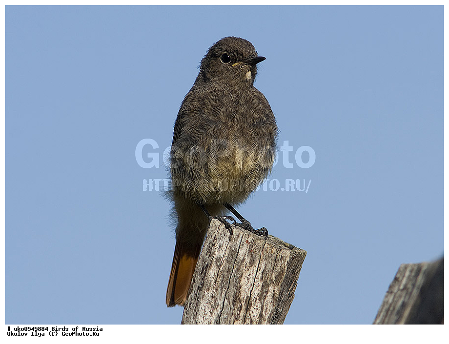 �����������, ���������� �������, ����������� ����� ������, ������, ��������, ��������, �����, �����, ��������, �����������, XYZ, ������������, Muscicapidae, �����������-��������, Phoenicurus ochruros