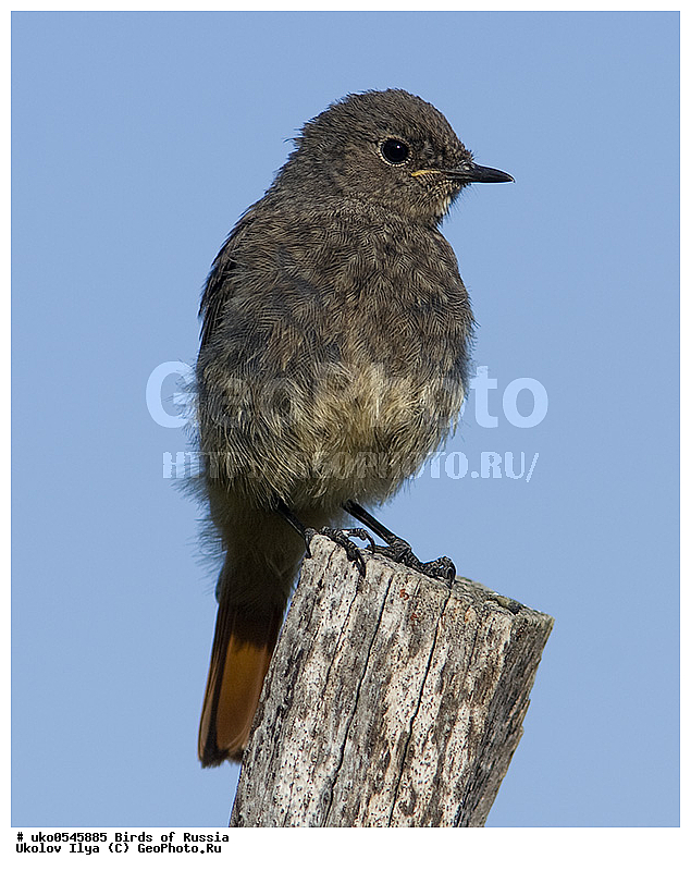 �����������, ���������� �������, ����������� ����� ������, ������, ��������, ��������, �����, �����, ��������, �����������, XYZ, ������������, Muscicapidae, �����������-��������, Phoenicurus ochruros