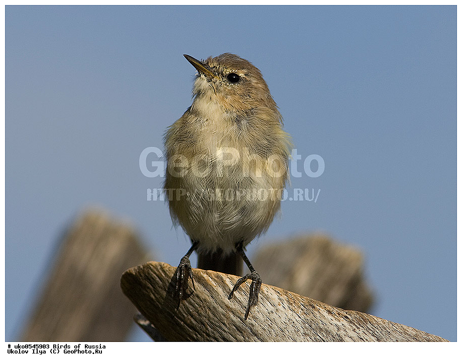 ����������� ����� ������, ������, ��������, ��������, �����, �����, ��������, �����������, XYZ, ���������, Sylviidae, ����������, Phylloscopidae, ���������� �������, ������� ����������, Phylloscopus lorenzii