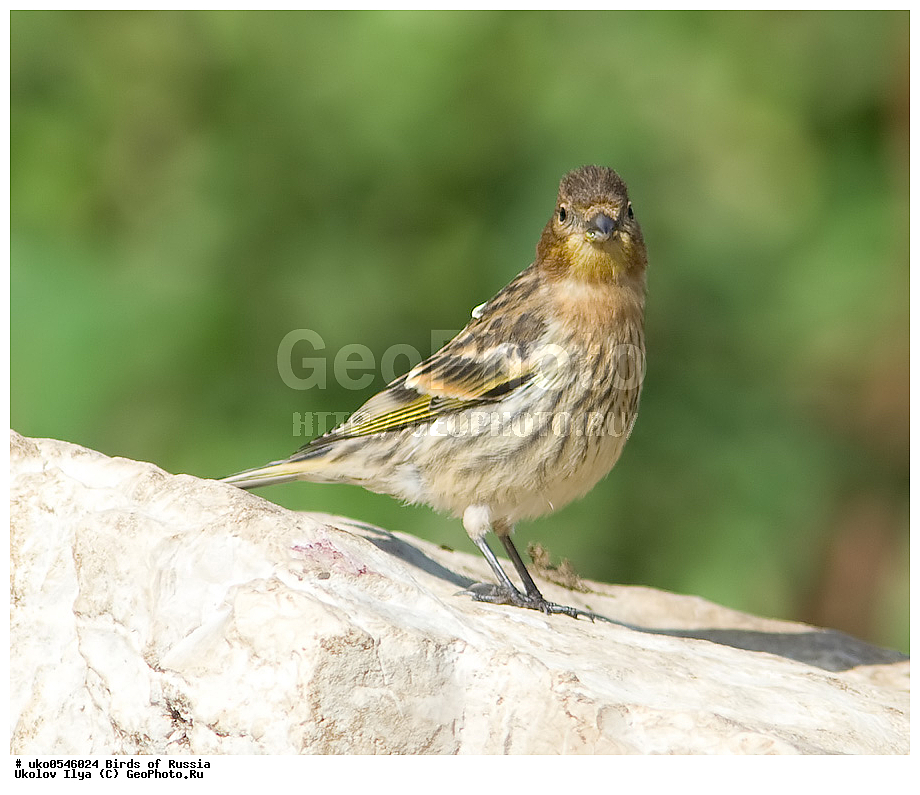 ������, ��������, ��������, �����, �����, ��������, �����������, XYZ, ���������, Fringillidae, �������������� ������, ����������� ������, ����������� ������, Serinus pusillus, ����������� ����� ������