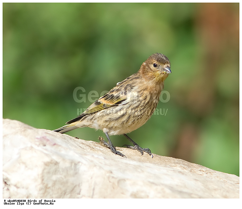 ������, ��������, ��������, �����, �����, ��������, �����������, XYZ, ���������, Fringillidae, �������������� ������, ����������� ������, ����������� ������, Serinus pusillus, ����������� ����� ������