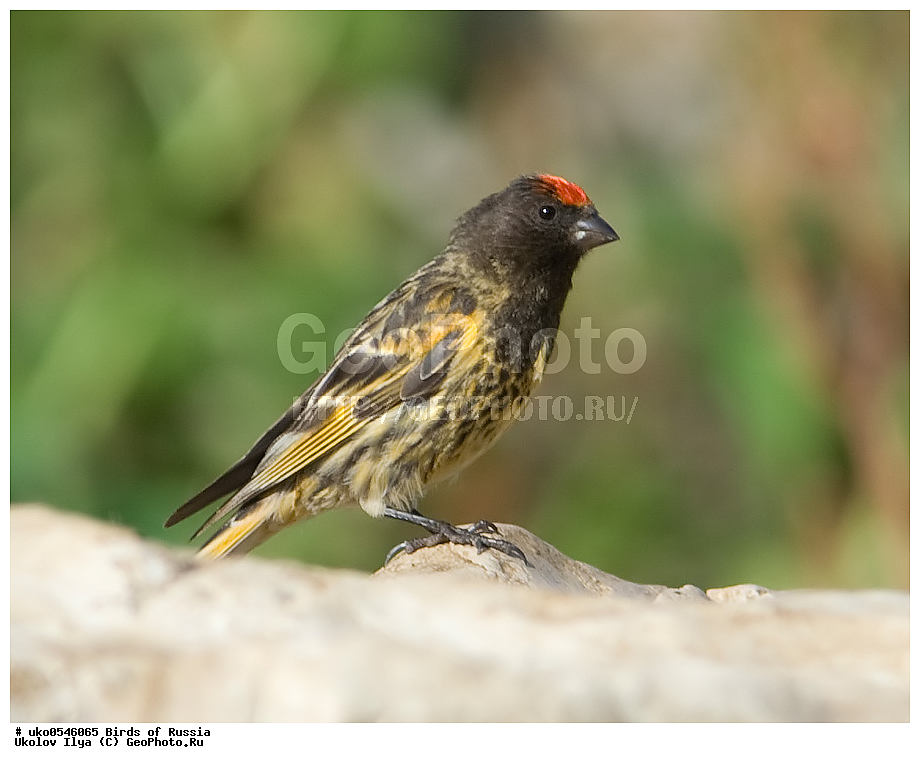 ������, ��������, ��������, �����, �����, ��������, �����������, XYZ, ���������, Fringillidae, �������������� ������, ����������� ������, ����������� ������, Serinus pusillus, ����������� ����� ������