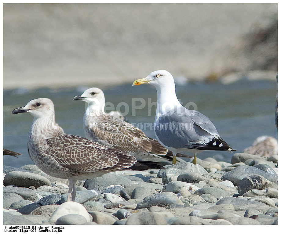 ����������� ����� ������, ������, ��������, ��������, �����, �����, ��������, �����������, ������� �����, ������� �����, XYZ, ��������, Laridae, ����������������� �����, Larus michahellis