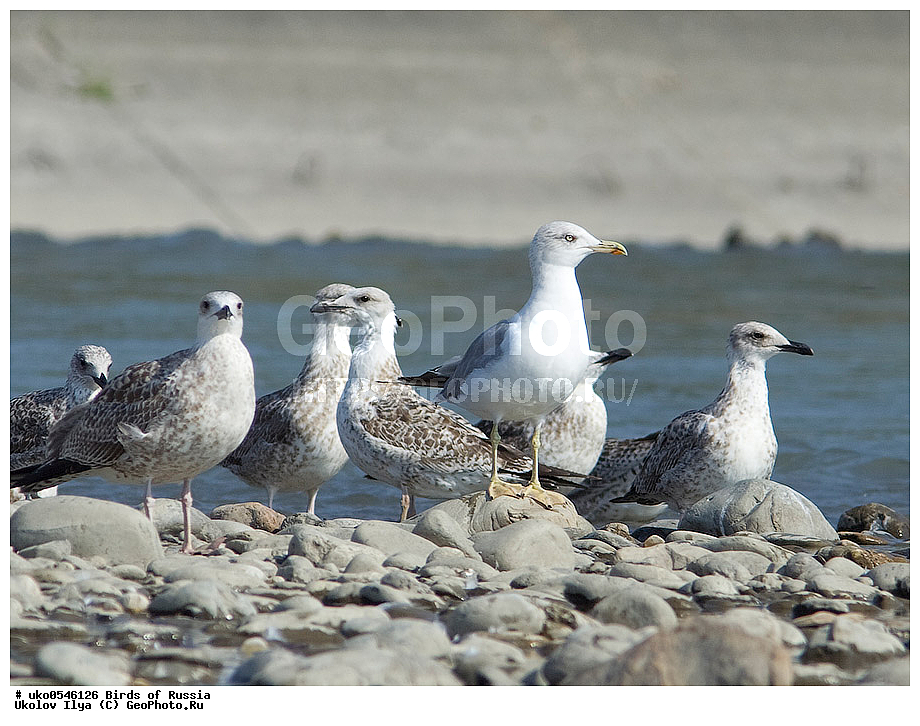 ����������� ����� ������, ������, ��������, ��������, �����, �����, ��������, �����������, ������� �����, ������� �����, XYZ, ��������, Laridae, ����������������� �����, Larus michahellis
