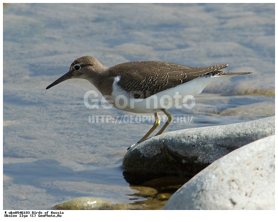 �����������, ���������� �������, ����������� ����� ������, ������, ��������, ��������, �����, �����, ��������, �����������, �����, ������, XYZ, ���������, Scolopacidae, ����������, Actitis hypoleucos