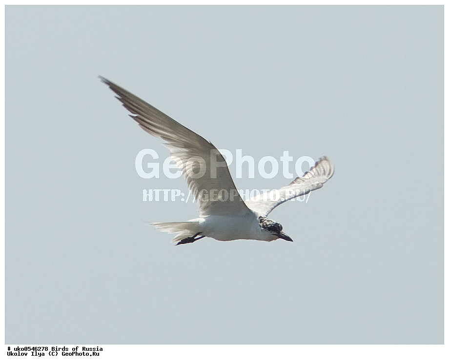  ����������� ����� ������, ������, ��������, ��������, �����, �����, ��������, �����������, ������� �����, ������� �����, XYZ, ���������, Sternidae, ���������� ������, Gelochelidon nilotica, Sterna nilotica