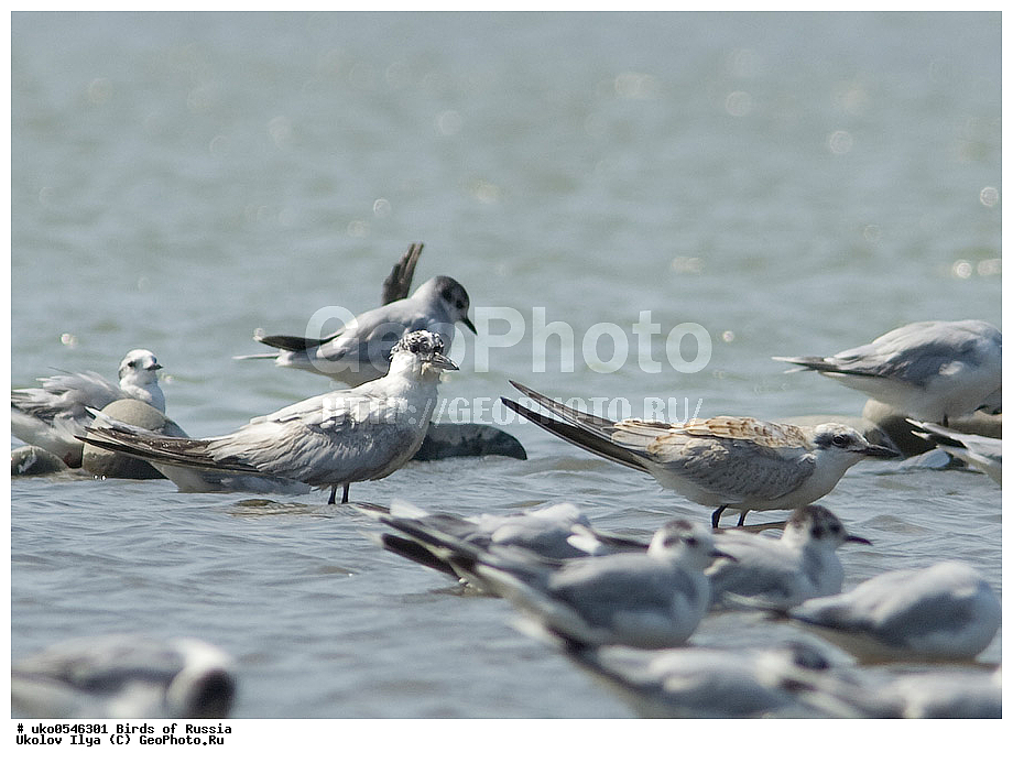  ����������� ����� ������, ������, ��������, ��������, �����, �����, ��������, �����������, ������� �����, ������� �����, XYZ, ���������, Sternidae, ���������� ������, Gelochelidon nilotica, Sterna nilotica