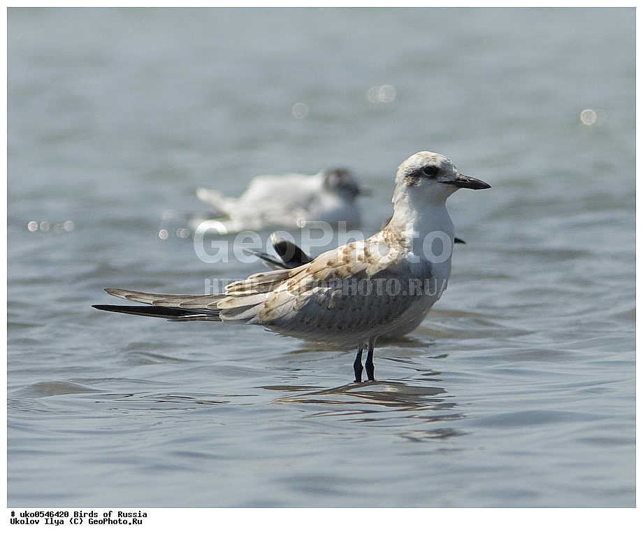  ����������� ����� ������, ������, ��������, ��������, �����, �����, ��������, �����������, ������� �����, ������� �����, XYZ, ���������, Sternidae, ���������� ������, Gelochelidon nilotica, Sterna nilotica