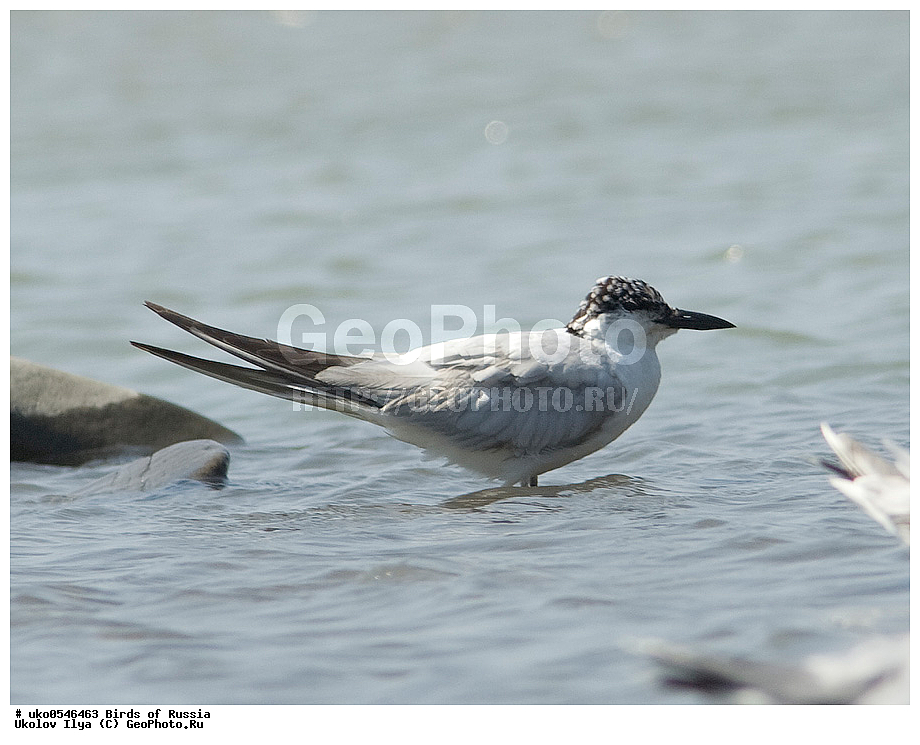  ����������� ����� ������, ������, ��������, ��������, �����, �����, ��������, �����������, ������� �����, ������� �����, XYZ, ���������, Sternidae, ���������� ������, Gelochelidon nilotica, Sterna nilotica