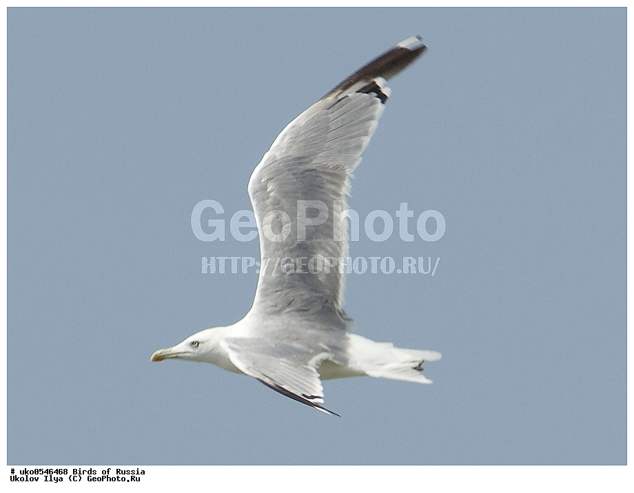 ����������� ����� ������, ������, ��������, ��������, �����, �����, ��������, �����������, ������� �����, ������� �����, XYZ, ��������, Laridae, ����������������� �����, Larus michahellis