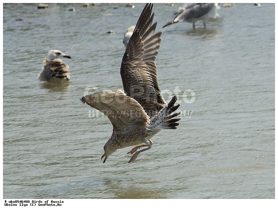 ����������� ����� ������, ������, ��������, ��������, �����, �����, ��������, �����������, ������� �����, ������� �����, XYZ, ��������, Laridae, ����������������� �����, Larus michahellis