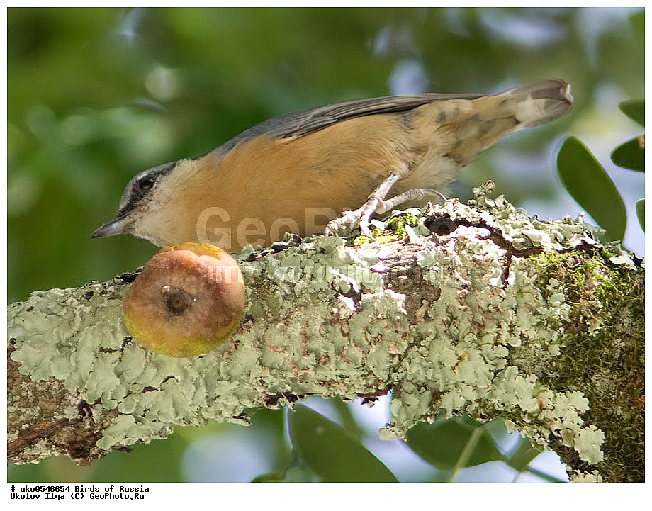 �����������, ���������� �������, ����������� ����� ������, ������, ��������, ��������, �����, �����, ��������, �����������, XYZ, �����������, Sittidae, ������������ ���������, �����, Sitta europaea